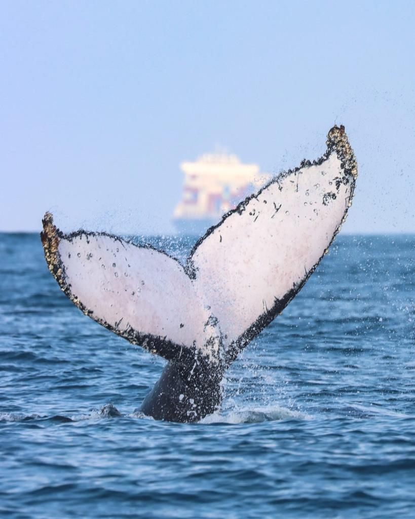 São Sebastião é opção para ecoturismo de avistamento de baleias - 2