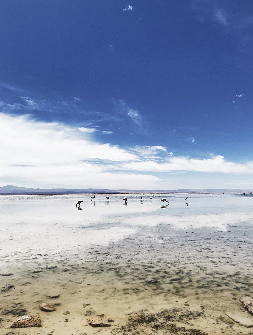 O que fazer no Deserto do Atacama com criança! - 74