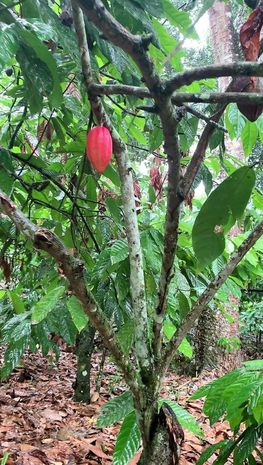 Como é visitar uma fazenda de cacau em Ilhéus: Fazenda Yrerê. - 14