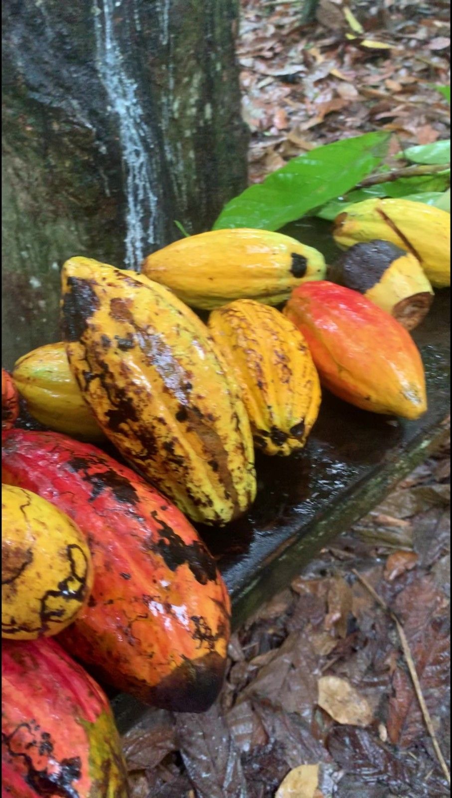 O que fazer em Ilhéus!  - 5