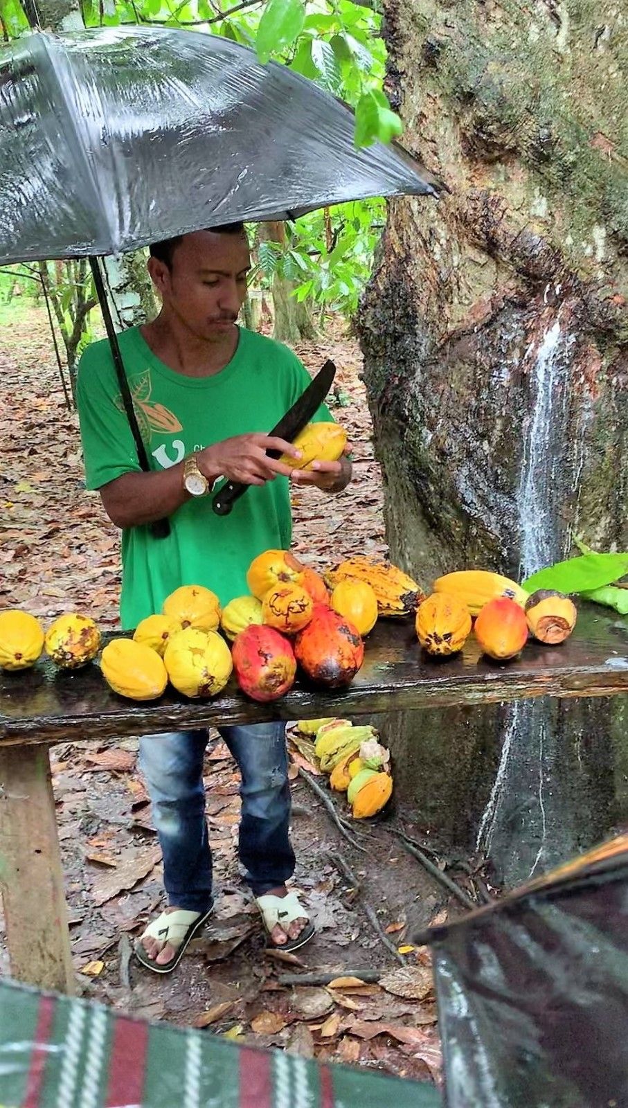 Como é visitar uma fazenda de cacau em Ilhéus: Fazenda Yrerê. - 17