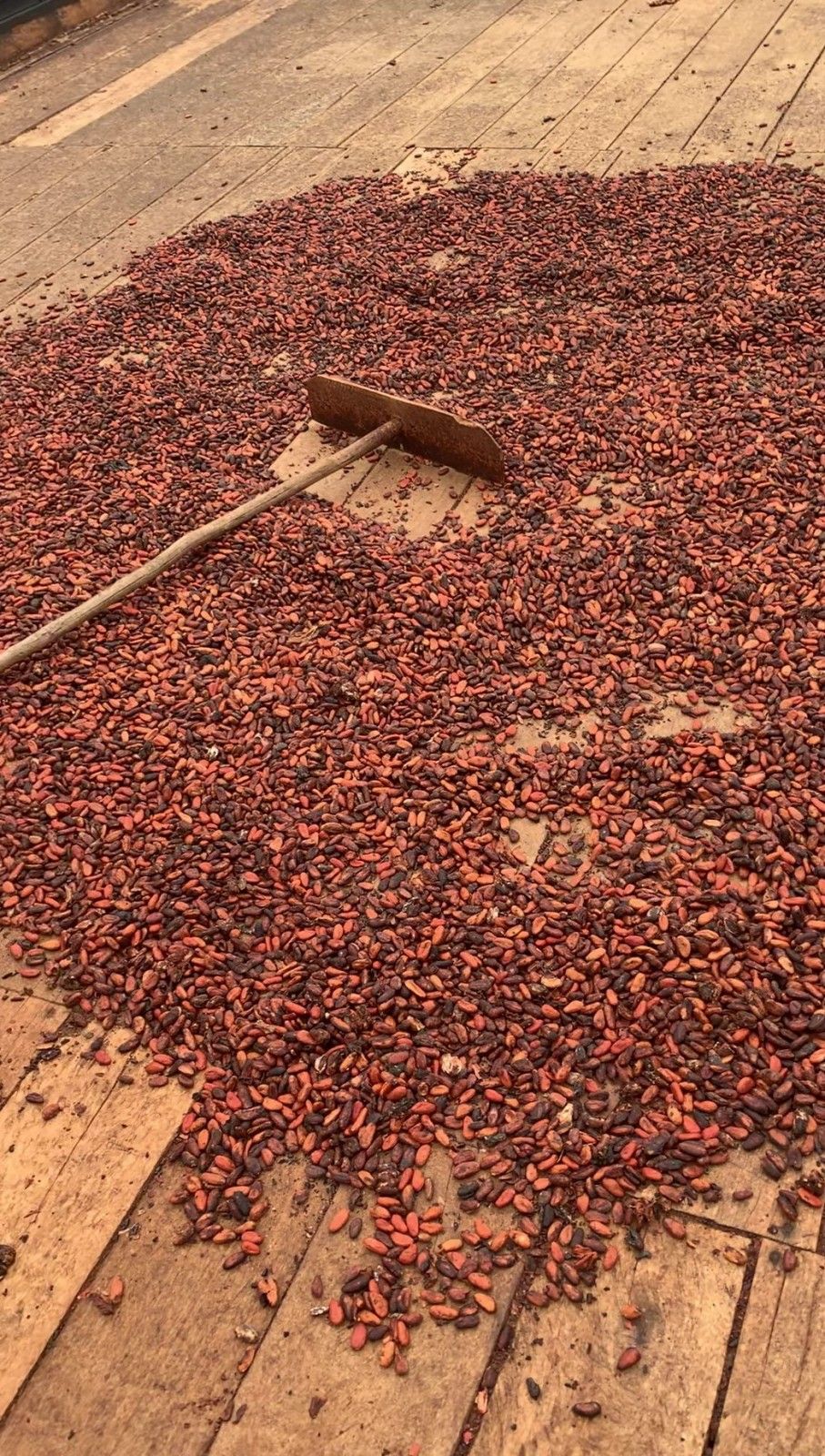 Como é visitar uma fazenda de cacau em Ilhéus: Fazenda Yrerê. - 22
