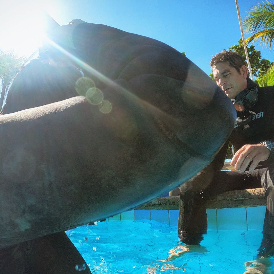 Curso Freediver Padi e Pesca Sub Avaré/SP - 5 - 34